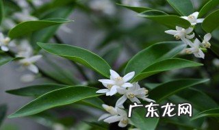 桔子树头一年开花需要修剪吗视频 桔子树头一年开花需要修剪吗