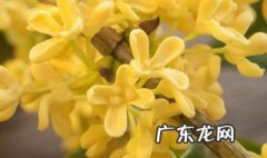 有三月份开花的桂花吗 有三月份开花的桂花吗