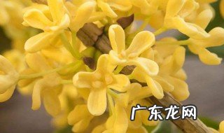 有三月份开花的桂花吗 有三月份开花的桂花吗