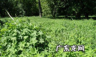 北方院子里适合种植什么驱蚊虫 北方庭院种什么驱蚊