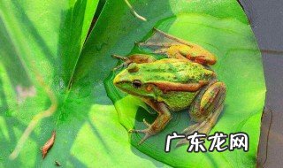 青蛙一天可以吃多少虫