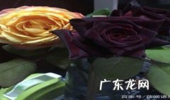黑美人月季几月开花啊 黑美人月季几月开花