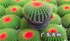 红娜丸仙人球养殖方法 红娜丸仙人球开花吗