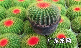 红娜丸仙人球养殖方法 红娜丸仙人球开花吗