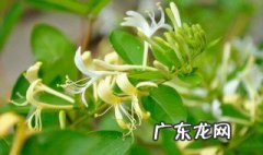 金银花秋天几月开花结果 金银花秋天几月开花