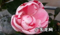 红赤丹开花是什么样的 红赤丹好养吗