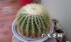 金虎仙人球好养活吗 金虎仙人球养多久才会开花