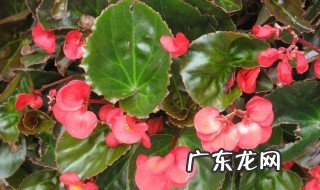 先长叶子后开花是什么海棠 先长叶子后开花是什么海棠品种