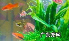 鱼缸净化的植物有哪些 鱼缸净化的植物有哪些图片