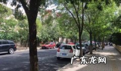 青岛主要种植的树种 青岛主要种植的树种有哪三种