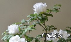白牡丹能种在家里吗 白牡丹能种在家里吗风水好吗