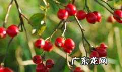 红果参当水果要怎么吃 红果参能当水果吃吗