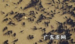 蝌蚪吃的饲料怎么做的 蝌蚪吃的饲料怎么做