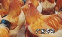 三黄鸡和肉鸡怎么区分 三黄鸡和肉鸡怎么区分的