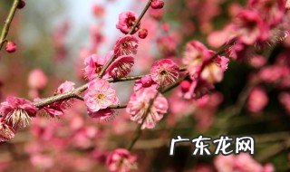 红梅在什么季节盛开 红梅是什么季节绽放的
