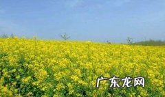 油菜花是什么季节开的? 油菜花是在什么季节开花
