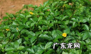 龙舌草的功效与作用 龙舌草的作用功效