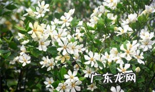栀子花是什么季节种的 栀子花是什么季节种的植物