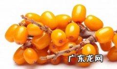沙棘籽油的功效和作用怎么吃 沙棘籽油的功效和食用方法