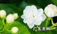 茉莉花到什么季节开花 茉莉花到什么季节开