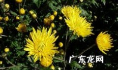 菊香蟹肥是形容什么季节 菊香蟹肥是哪个季节
