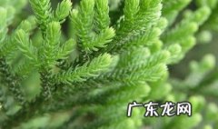 南洋杉什么时候移栽 南洋杉什么季节换盆最好