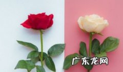 玫瑰花是在什么季节盛开的 玫瑰花是在什么季节绽放的