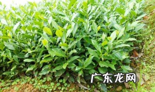 茶树苗什么季节种植 茶树苗什么时候种植好
