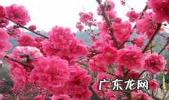 映山红的花有什么功效 映山红的花有什么作用