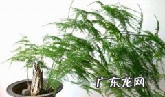 文竹哪个季节长的快 文竹哪个季节长的快一些