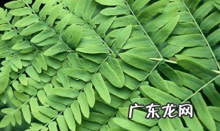 紫萁菜怎么吃 紫笕菜的作用是什么