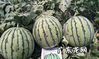 西瓜催芽温度时间 西瓜催芽多少度合适