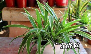 种金边吊兰用什么土 栽金边吊兰应该用什么土壤