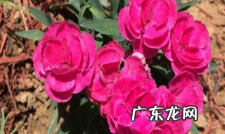 康乃馨是哪个季节开的花 康乃馨是在哪个季节开的