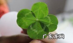 遇到四叶草一定要摘下来吗 碰到四叶草该摘了还是留下