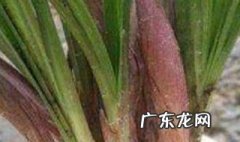 香椿树皮能不能种兰花 香椿树皮可以养花吗
