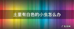土里有白色的小虫怎么办 土里面很多白色的小虫怎么办