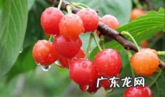 为什么樱桃好吃树难栽,不下苦功花不开 为什么说樱桃好吃树难栽啊