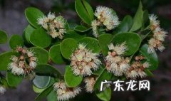 赤楠盆景怎么养 赤楠为什么不能久养