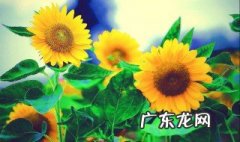 向日葵从播种到发芽需要多少天时间 向日葵从播种到发芽需要多少天?