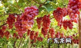 葡萄啥季节成熟 葡萄什么季节最便宜