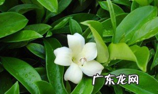 非洲茉莉能晒太阳吗怎么晒 非洲茉莉能晒太阳吗