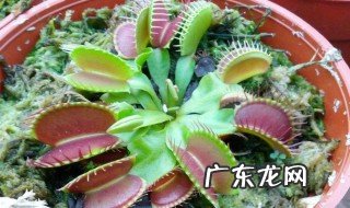 食虫草怎么养 食虫草怎么养活