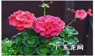 天竺葵一年开几次花 天使之眼天竺葵一年开几次花