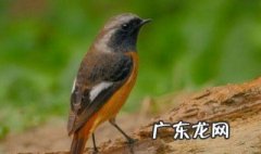 北红尾鸲吃什么食为主 北红尾鸲怎么养