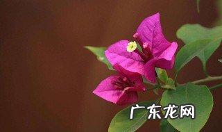 三角梅水浇多了怎么办? 三角梅水浇多了怎么办