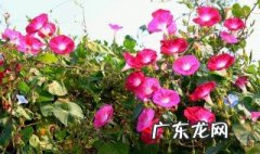 喇叭花是什么季节开放的? 喇叭花是在哪一个季节开放的