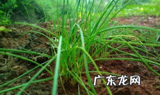 大蒜的功效与作用 大蒜的功效与作用害处