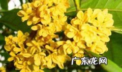 桂花扦插繁殖多长时间能生根 桂花扦插繁殖多长时间能生根发芽