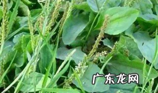车前草在什么季节播种 车前草生长在几月份